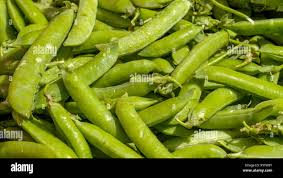 Attēlu rezultāti vaicājumam “Pisum sativum fruit”