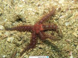 Attēlu rezultāti vaicājumam “Comatricha fragilis”