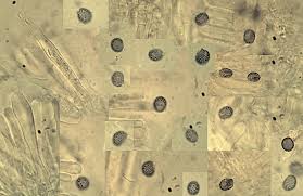 Attēlu rezultāti vaicājumam “Lactarius bertillonii”