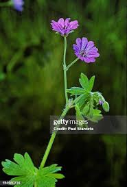 Attēlu rezultāti vaicājumam “Geranium pyrenaicum”