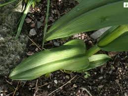 Attēlu rezultāti vaicājumam “Dactylorhiza cruenta leaf”