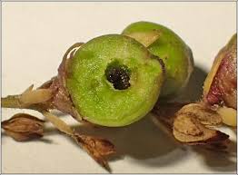 Attēlu rezultāti vaicājumam “Veronica scutellata fruit”