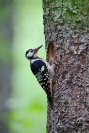 Attēlu rezultāti vaicājumam “Dendrocopos leucotos female”