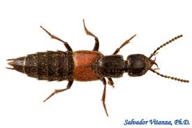 Attēlu rezultāti vaicājumam “Staphylinidae”