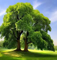 Attēlu rezultāti vaicājumam “Tilia amurensis”