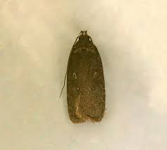 Attēlu rezultāti vaicājumam “Agonopterix ciliella”