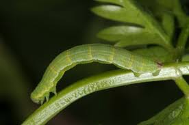 Attēlu rezultāti vaicājumam “Odezia atrata”