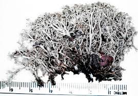 Attēlu rezultāti vaicājumam “Cladonia mitis”