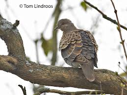 Image result for Streptopelia orientalis