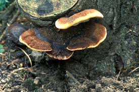 Attēlu rezultāti vaicājumam “Ischnoderma benzoinum”