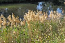 Attēlu rezultāti vaicājumam “Phragmites communis fruit”