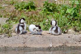 Attēlu rezultāti vaicājumam “Tadorna tadorna juvenile”