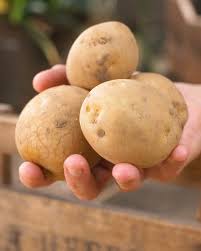 Attēlu rezultāti vaicājumam “Solanum tuberosum”