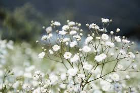 Attēlu rezultāti vaicājumam “Gypsophila paniculata”