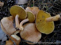 Attēlu rezultāti vaicājumam “Suillus bovinus”