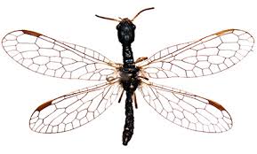 Attēlu rezultāti vaicājumam “Raphidioptera imago”