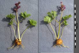 Attēlu rezultāti vaicājumam “Corydalis cava fruit”