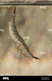 Attēlu rezultāti vaicājumam “Acilius sulcatus female”