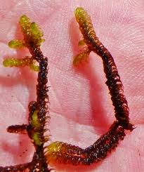 Attēlu rezultāti vaicājumam “Scorpidium revolvens”