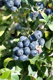 Attēlu rezultāti vaicājumam “Prunus domestica subsp. insitita”