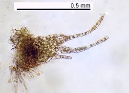 Attēlu rezultāti vaicājumam “Chiloscyphus polyanthos”