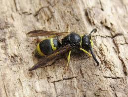 Attēlu rezultāti vaicājumam “Ancistrocerus sp. male”