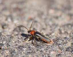 Attēlu rezultāti vaicājumam “Cantharis fusca”