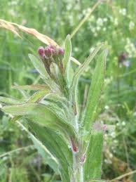 Image result for Weidenröschen