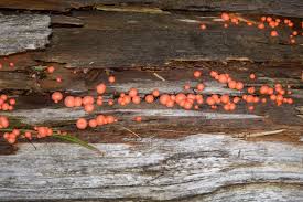 Attēlu rezultāti vaicājumam “Lycogala epidendrum s.str. macro”