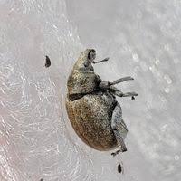 Attēlu rezultāti vaicājumam “Philopedon plagiatum”