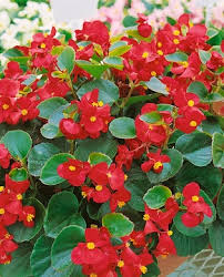 Image result for Begonia cucullata var. Hookeri