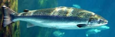 Image result for Salmo salar