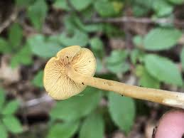 Attēlu rezultāti vaicājumam “Enteridium olivaceum”