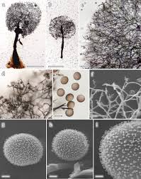 Attēlu rezultāti vaicājumam “Comatricha alta stalked”