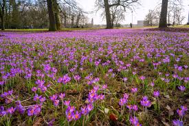 Image result for sonsbeek park