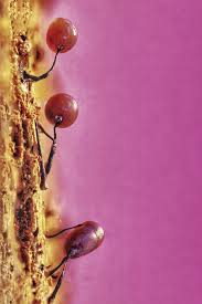 Attēlu rezultāti vaicājumam “Comatricha elegans var. microspora macro”