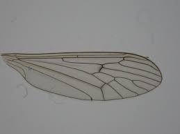 Attēlu rezultāti vaicājumam “Trichocera regelationis”