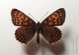 Attēlu rezultāti vaicājumam “Melitaea diamina upperside”