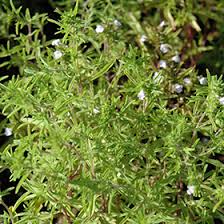 Image result for Satureja hortensis