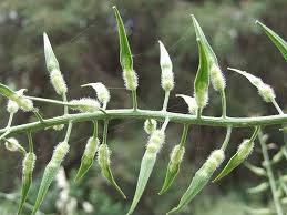 Attēlu rezultāti vaicājumam “Sinapis alba fruit”