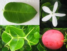 Attēlu rezultāti vaicājumam “Poa nemoralis fruit”