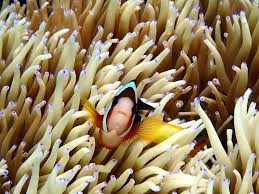 Image result for Jersey Sub Aqua Club