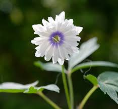 Attēlu rezultāti vaicājumam “Anemone nemorosa flower”