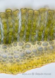 Attēlu rezultāti vaicājumam “Polytrichum commune var. perigoniale”