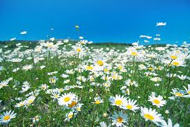 Image result for Matricaria recutita (chamomilla)