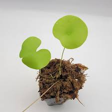 Attēlu rezultāti vaicājumam “Utricularia x neglecta leaf”