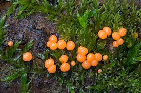 Attēlu rezultāti vaicājumam “Physarum decipiens”