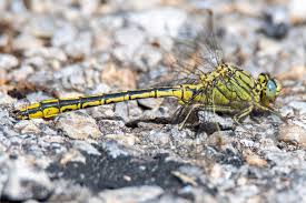 Attēlu rezultāti vaicājumam “Gomphus flavipes”