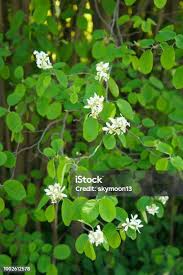 Attēlu rezultāti vaicājumam “Amelanchier spicata”
