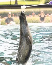 Image result for Phoca vitulina